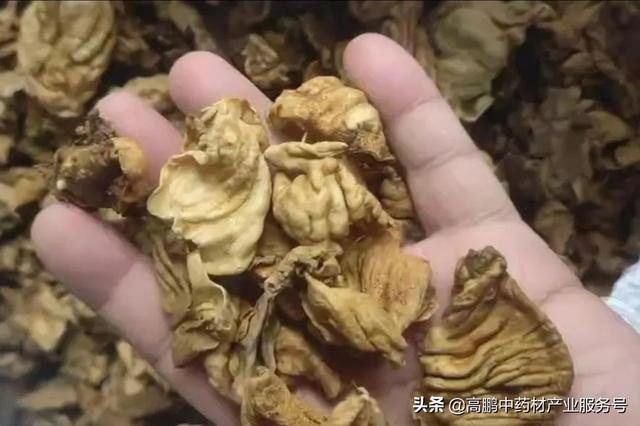 高鹏说药材：近期热点药材品种行情走势分析