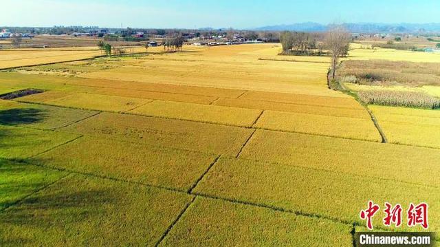 “北方小江南”河北涿州万亩稻田丰收