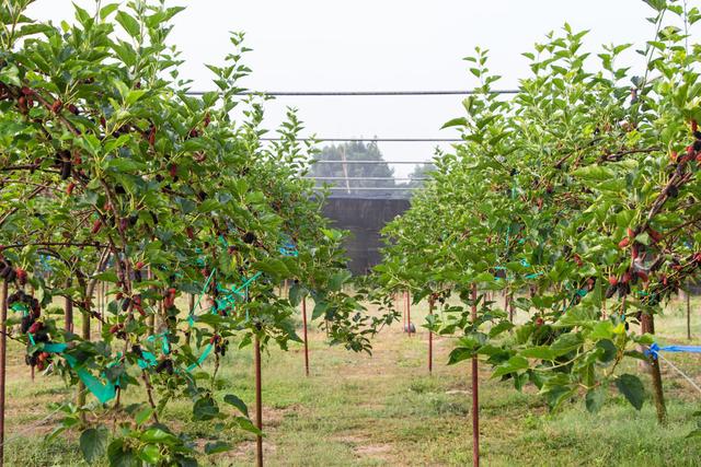 桑树的栽培要点及苗木栽植技巧，提高桑树的栽培效率和收益？