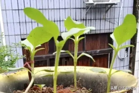 春天来了，教你如何种植向日葵