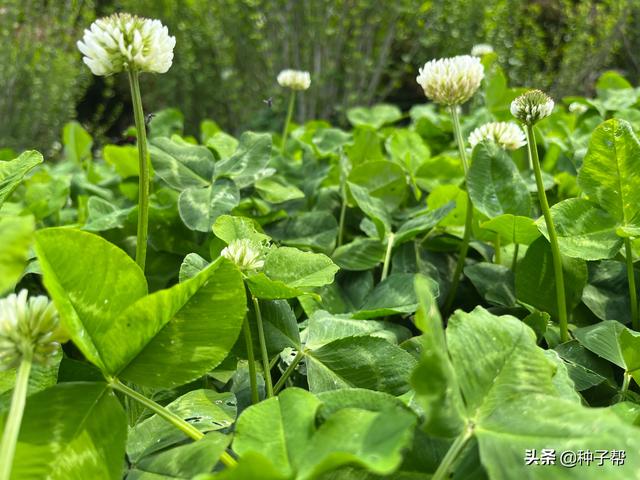 夏季果园杂草多，用白三叶抑制杂草，能用10年，还可以作放牧草地