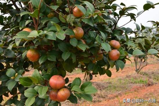 油茶种植现状及高产栽培技术，茶农请收好