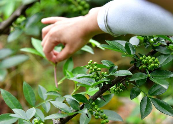 贵州遵义：提高花椒附加值助农增收