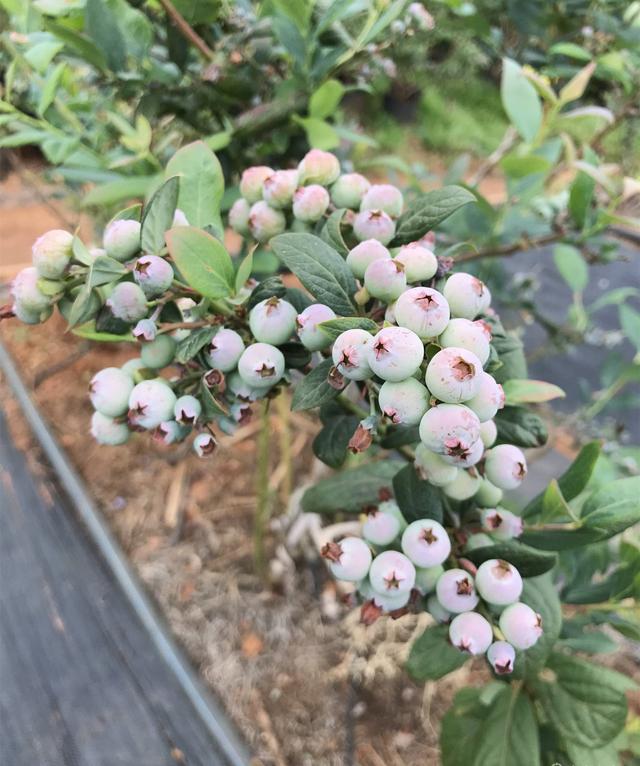 适合南方栽植的蓝莓苗品种汇总 一定要看