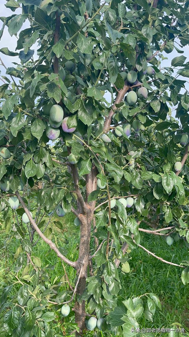 李子树种植管理方法