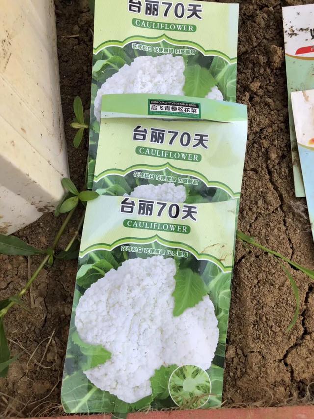 成都龙泉驿区松花菜种植技术分享