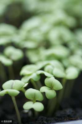 豆芽菜种植技术(萝卜芽种植方法，你知道吗？)