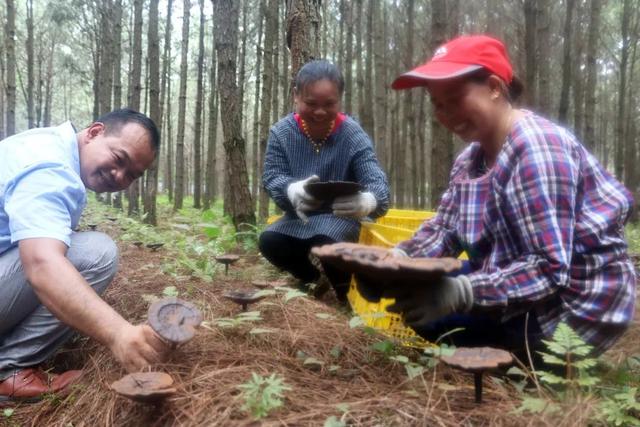 林下种灵芝：80后带领村民走上致富路