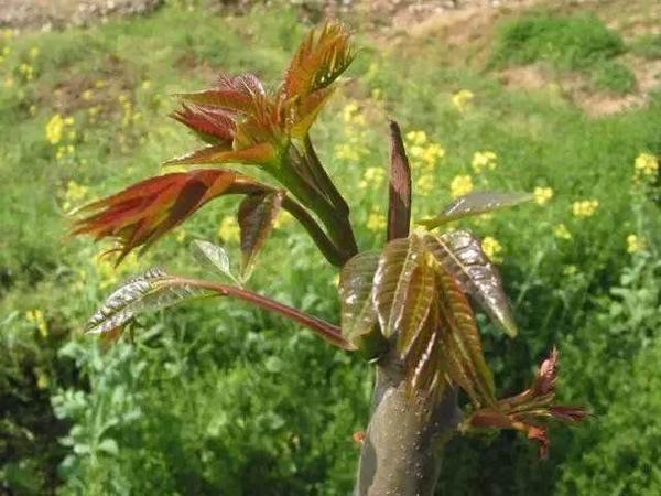 广西农村最美味的10大野菜，满满的都是回忆！