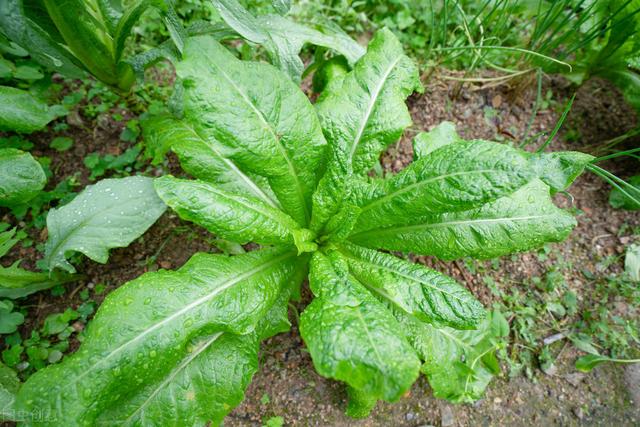 油麦菜四季高产栽培技术，掌握以下种植方法，收获优质可口油麦菜