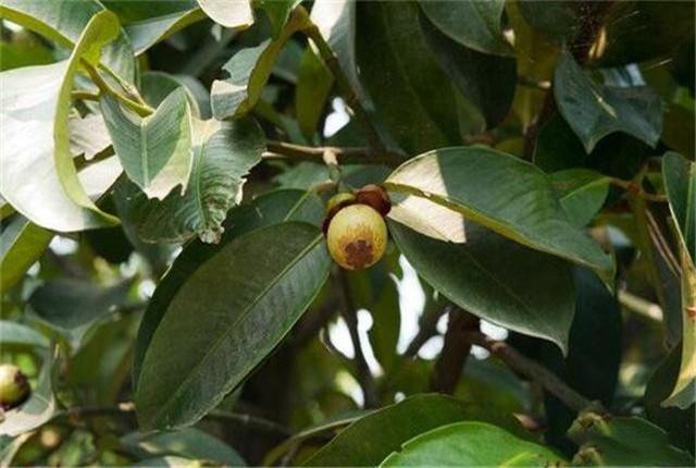 了解山竹的种植注意事项，增加种植山竹的经济效益