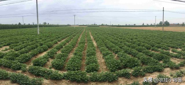 春季种植花生时，有哪些播种细节要重点注意？重点注意4个方面