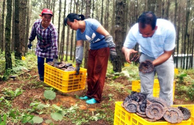 林下种灵芝：80后带领村民走上致富路