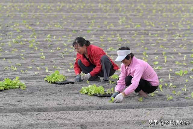 移栽白菜和萝卜，这几个小技巧不能不学，栽一棵活一棵，效果超棒