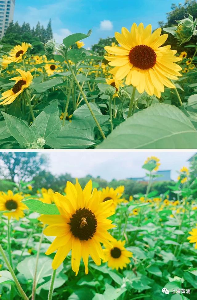 黄浦日记｜这个季节，赴一场盛夏的向日葵之约