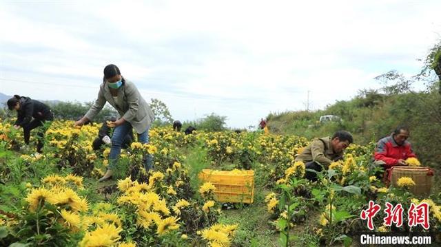 因地制宜发展村级特色产业 湖南道县富民兴村