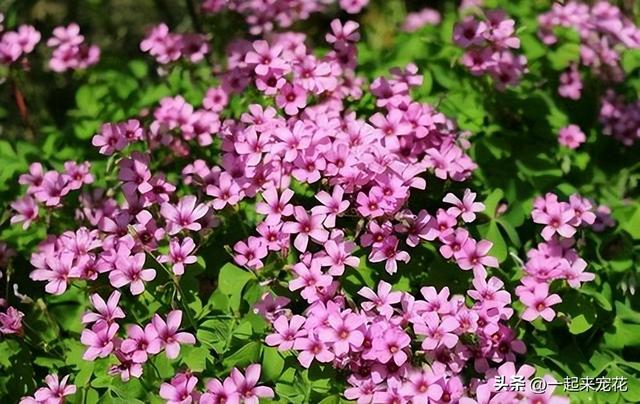 9月养盆红花酢浆草，做好“1换3多”，根系健壮花开满盆，美极了