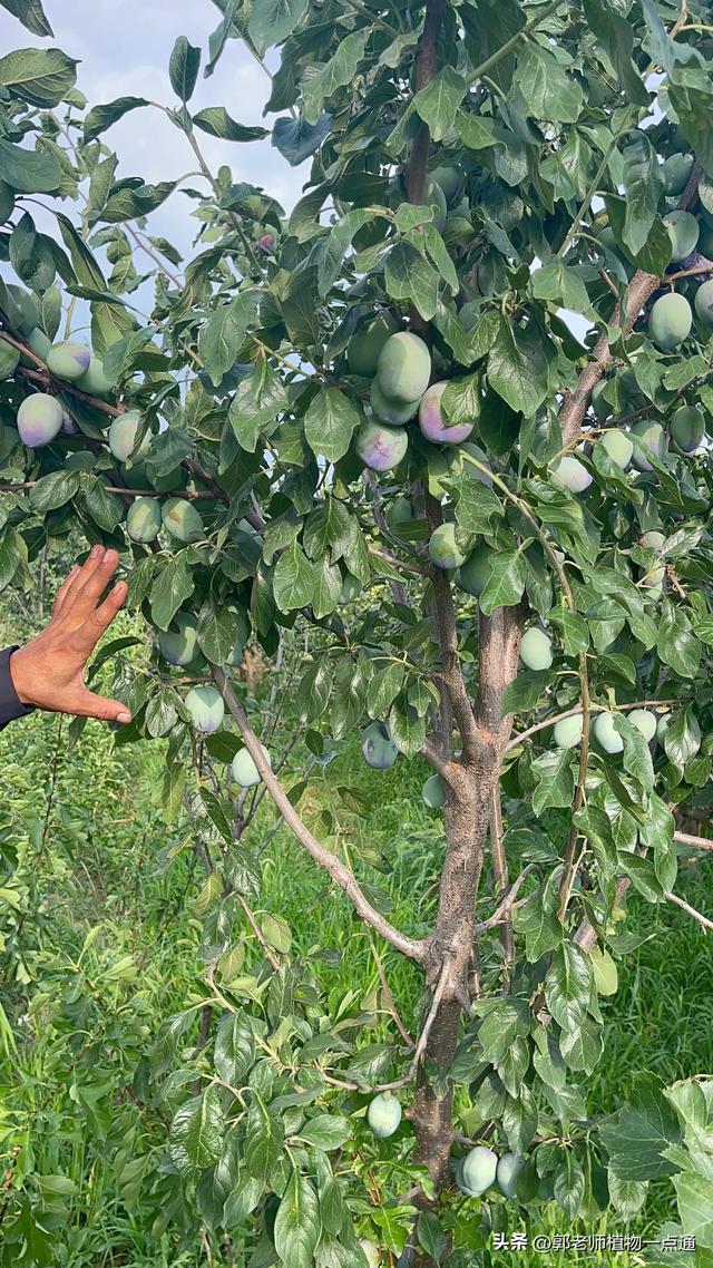 李子树种植管理方法