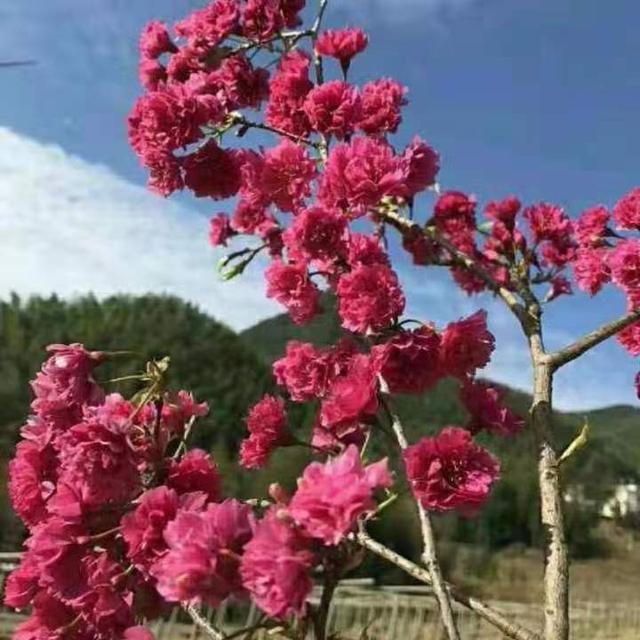 樱花树苗种植最佳时间是什么时候？