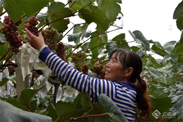 昭通昭阳区7000余亩红玫瑰葡萄新鲜上市