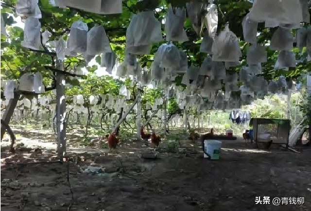 揭秘无公害葡萄种植地建设与栽培的关键点