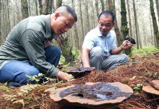 林下种灵芝：80后带领村民走上致富路