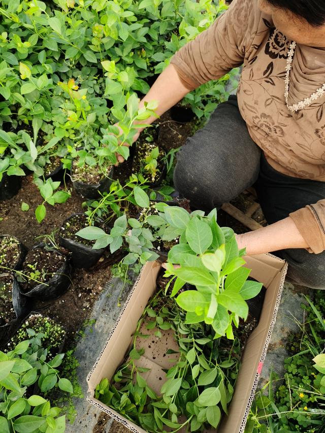 适合南方栽植的蓝莓苗品种汇总 一定要看