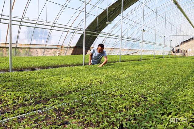 甘肃庆阳西峰：蔬菜大棚尽显“科技范”