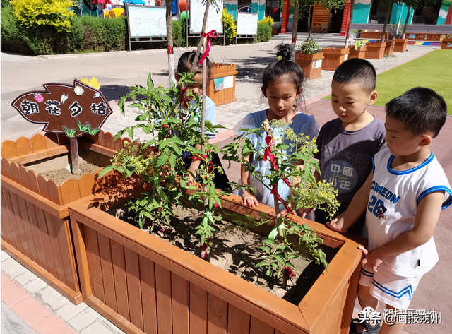 小菜园 乐发现——朔城区第四幼儿园种植园生长记