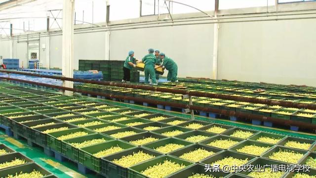 【田间示范秀】兄弟齐心，其利断金！看兄弟4人如何将小小芽苗菜创造出上亿财富！