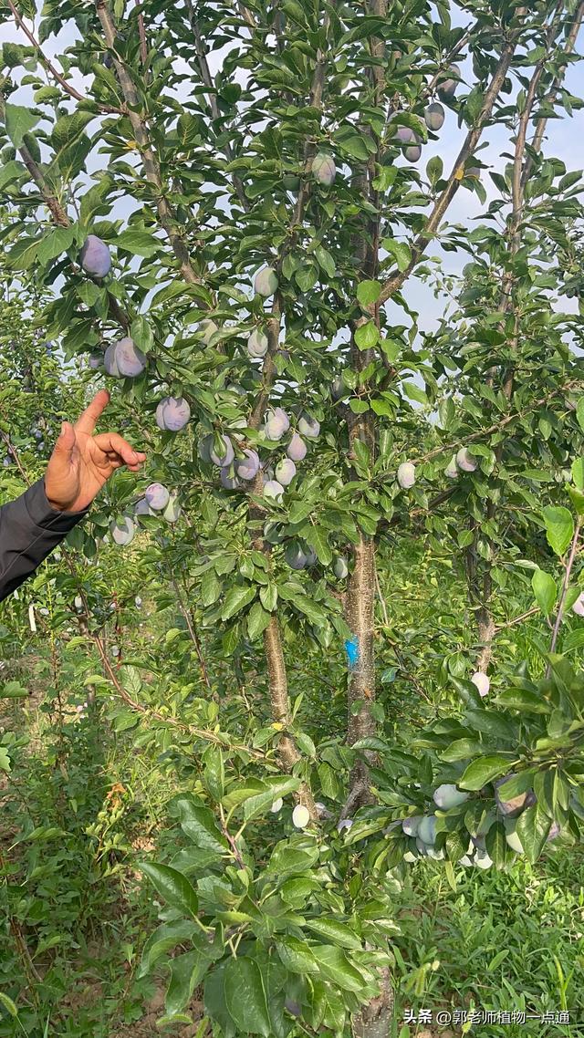 李子树种植管理方法