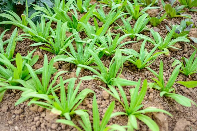 油麦菜四季高产栽培技术，掌握以下种植方法，收获优质可口油麦菜