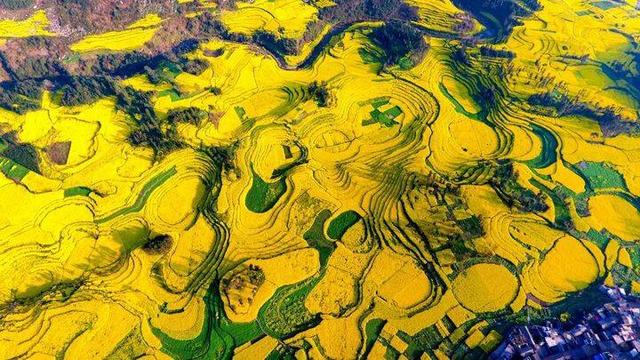 来罗平跑马拉松，看世界最大的自然天成花园，邂逅中国最早的春天