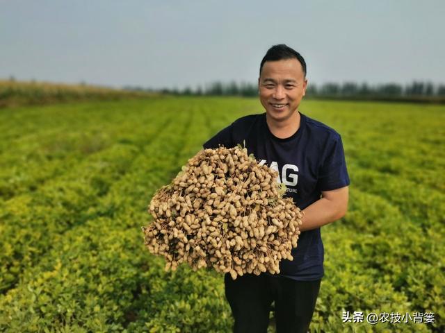 春季种植花生时，有哪些播种细节要重点注意？重点注意4个方面