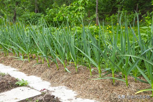 大蒜、大葱、菠菜封冻前，做好这几点，秧苗粗壮，叶子绿油油