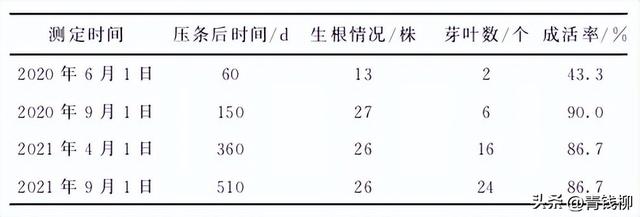 黄瑞香种苗繁育技术