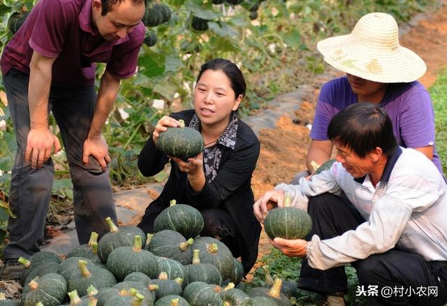 农村创业种地，你要会24节气农耕顺口溜，学会了种粮种菜不求人