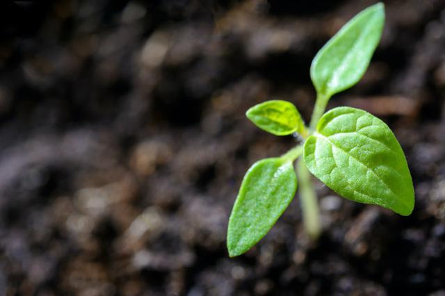 科学家首次成功在月球土壤里种出植物