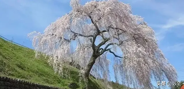 边坡种树大有讲究，这些你得了解