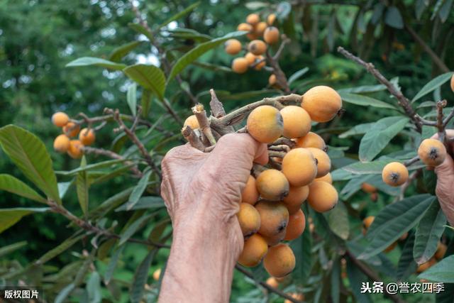 枇杷的种植技术，你知道多少？学会并不难