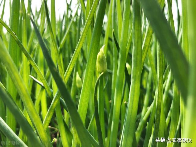 韭菜绿色种植养根养叶，管理用这4种方法，种出的韭菜健康好吃