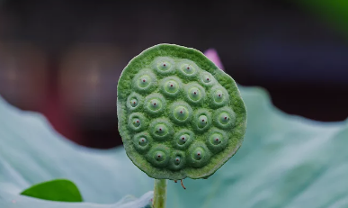 莲花才刚开就有莲蓬开卖，早熟的莲子能吃吗？