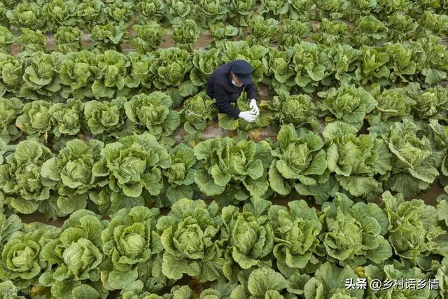 移栽白菜和萝卜，这几个小技巧不能不学，栽一棵活一棵，效果超棒