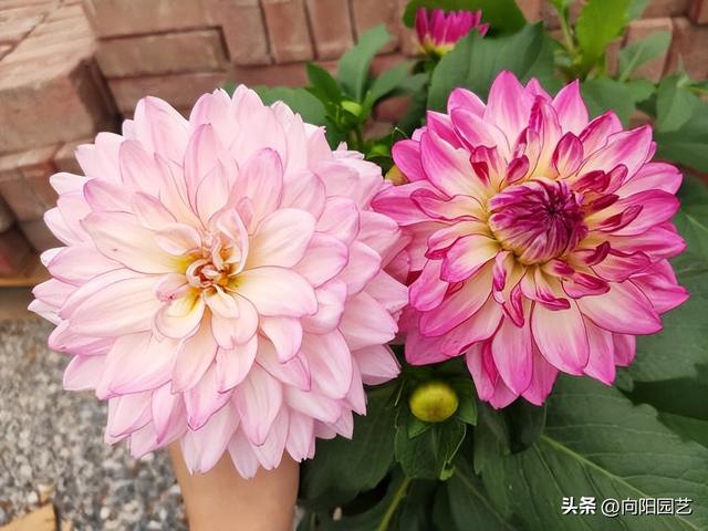 适合农村种的地瓜花，15个品种，花色各异，花期能开150天