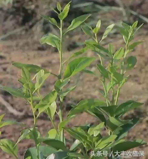 荔浦沙糖桔种植技术大全，含选苗技巧、修剪技术