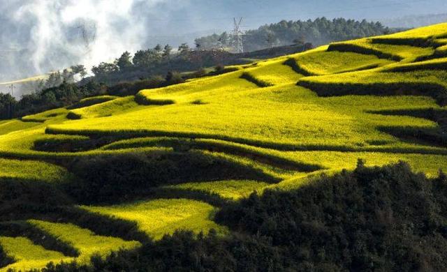 来罗平跑马拉松，看世界最大的自然天成花园，邂逅中国最早的春天