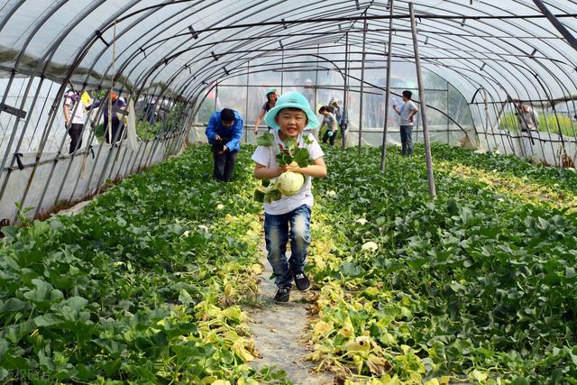 实用的大棚甜瓜种植技巧，学会了你也能轻松拿高产，建议收藏