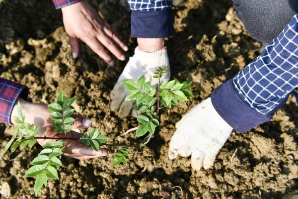 贵州遵义：提高花椒附加值助农增收