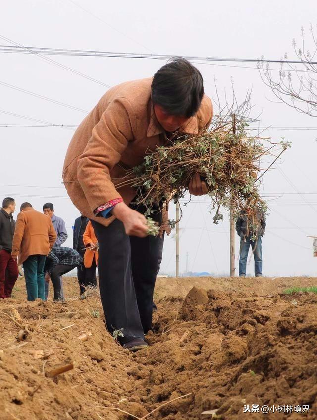 种植艾草一亩利润多少？2019年价格多少钱一斤？明年种植前景如何