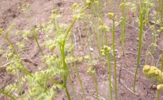 观长白丨春天到，来这嘎达挖野菜！